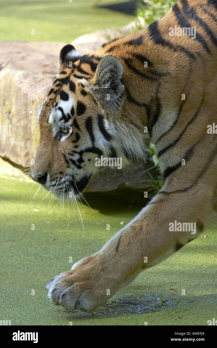 Siberian tiger, Amurian tiger (Panthera tigris altaica), portrait of a single animal Stock Photo