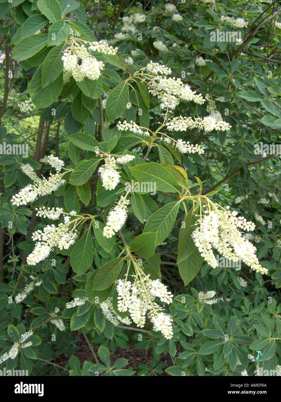 Japanese Clethra, Tree Clethra (Clethra barbinervis), blooming Stock Photo