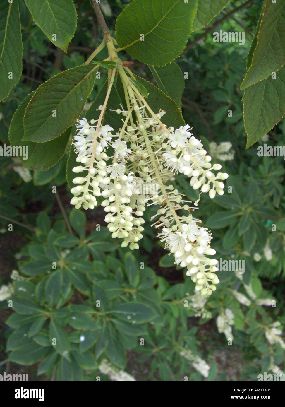 Japanese Clethra, Tree Clethra (Clethra barbinervis), inflorescence Stock Photo