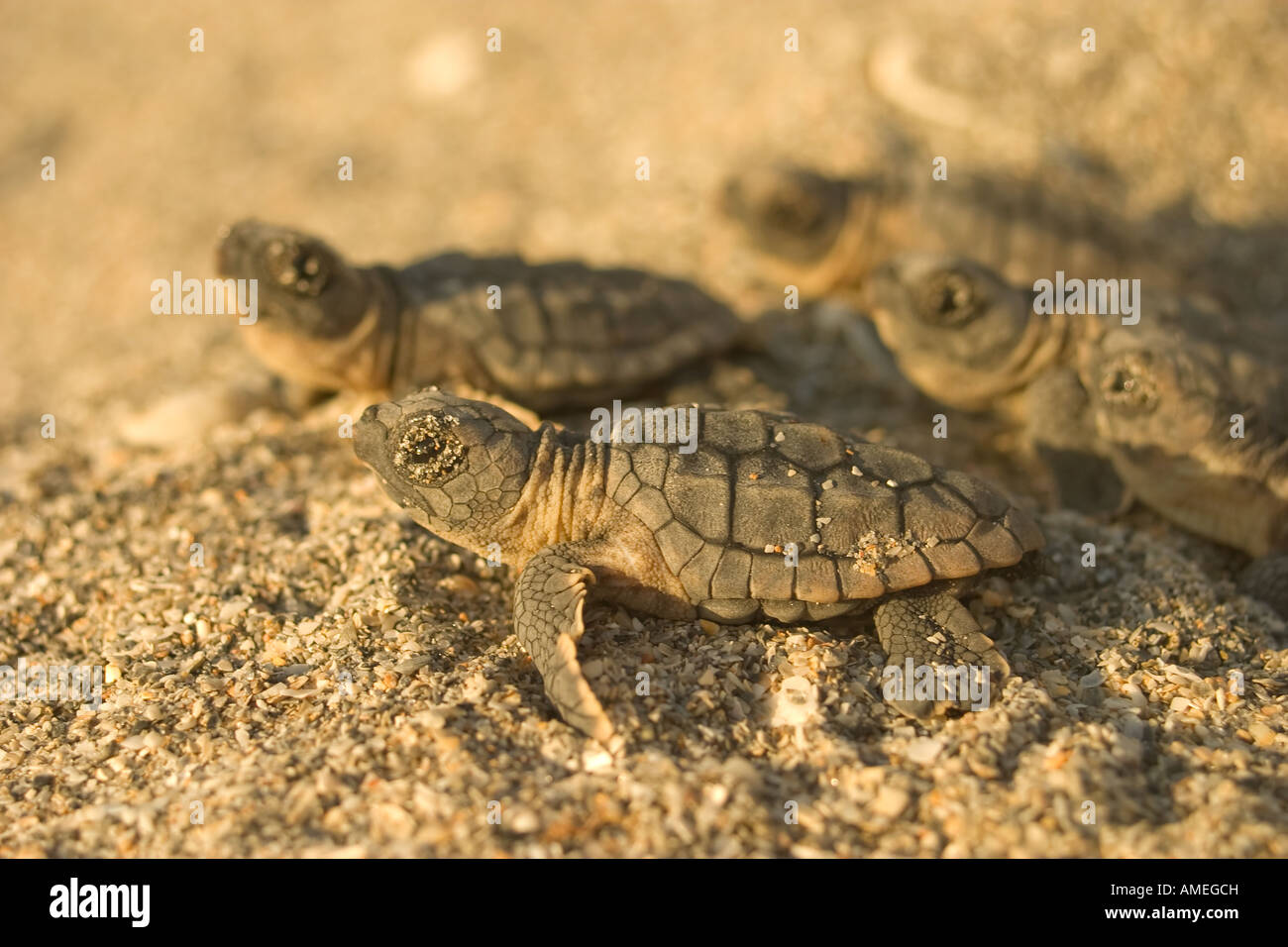 Loggerhead sea turtle hatchlings on their long march towards the ocean Stock Photo