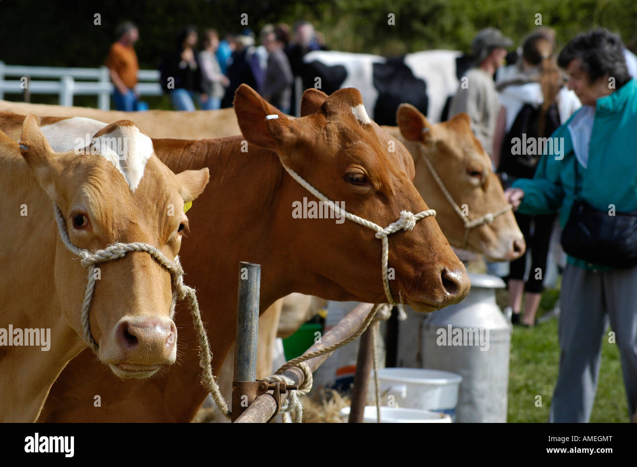 jersey cows Stock Photo