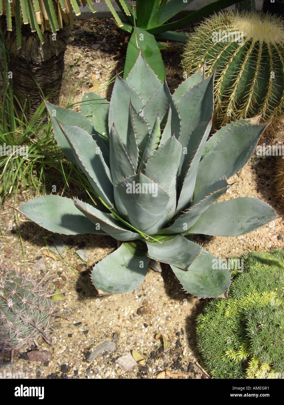 agave parviflora Agave parviflora 'Pinpoint' main image 1