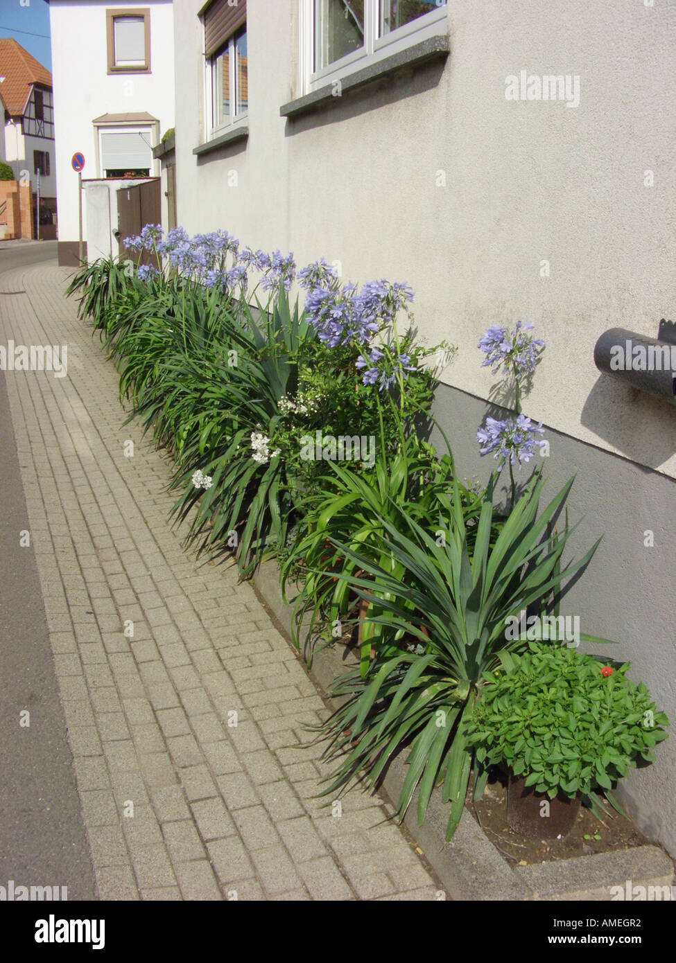African lily (Agapanthus africanus-Hybride), planted at a village street, Germany, Rhineland-Palatinate Stock Photo