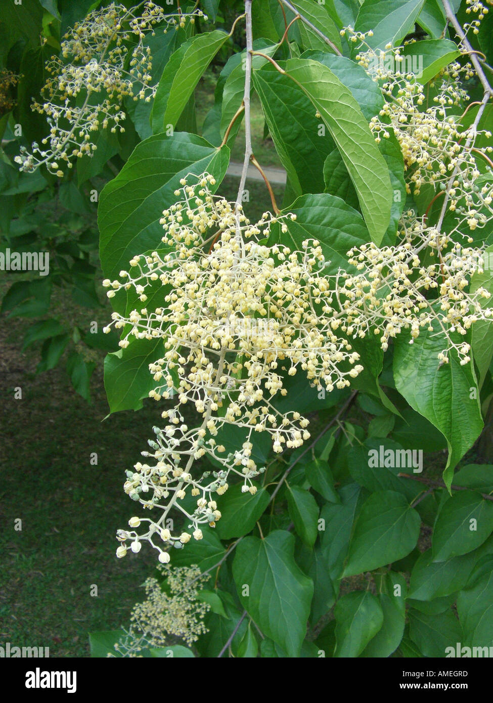 Chinese Pearlbloom tree (Poliothyrsis sinensis), inflorescence Stock Photo