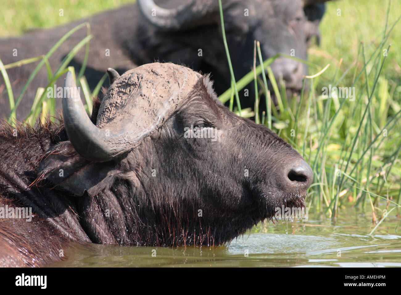 Buffalo profile, Syncerus caffer Stock Photo