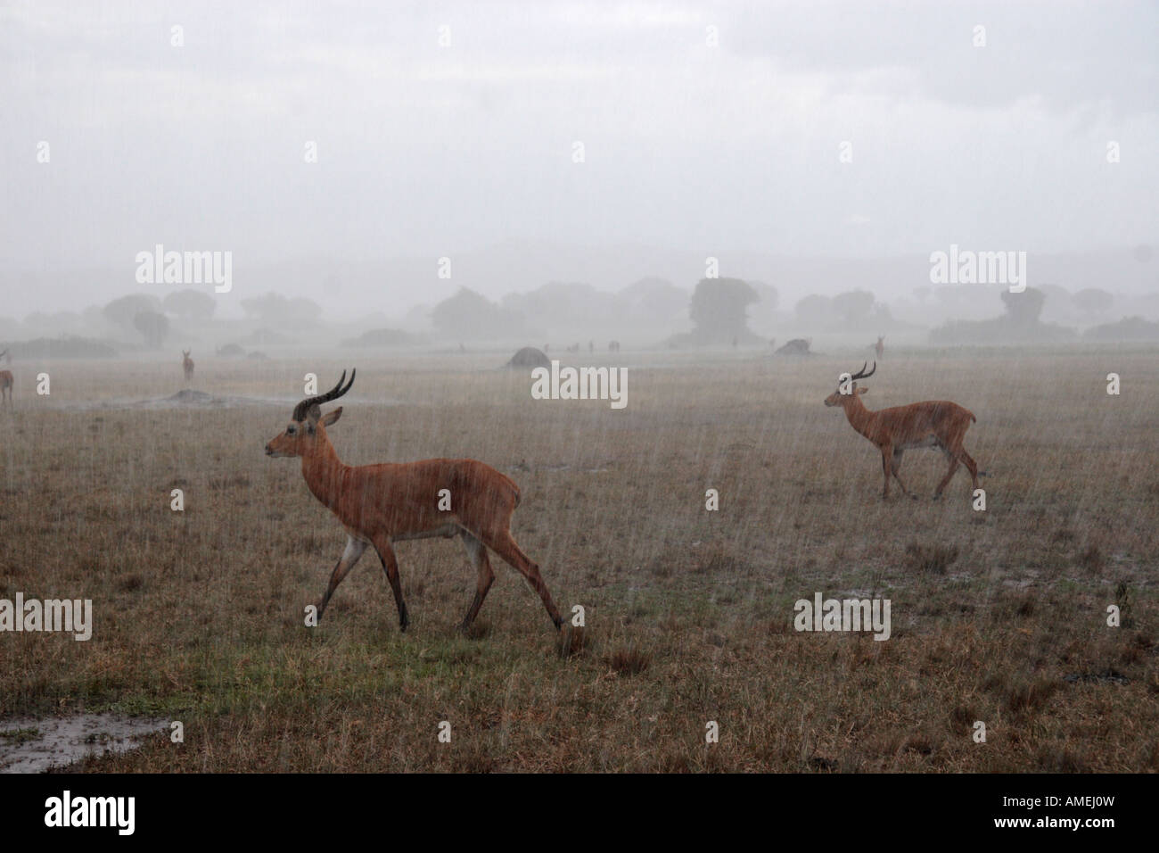 Kobus kob thomasi Stock Photo Alamy