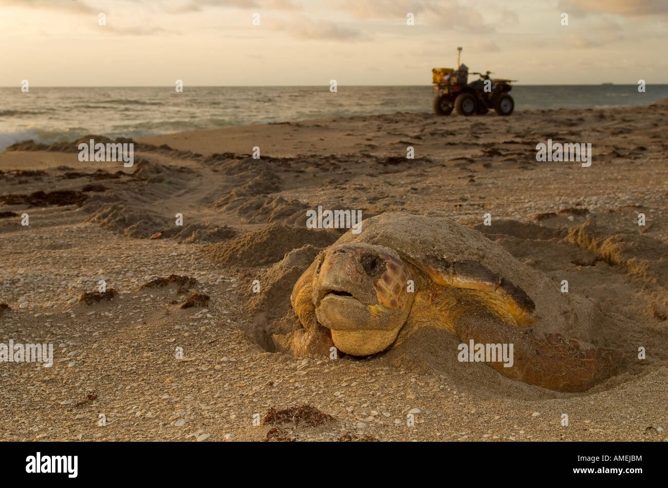 An adult loggerhead sea turtle Caretta caretta completes her nest early one morning in Palm Beach County Florida Stock Photo