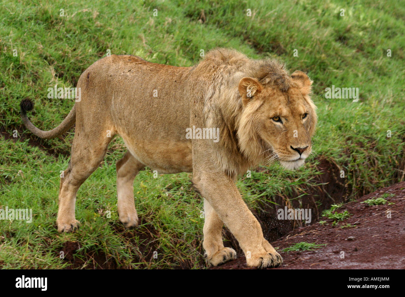 Adolescent male lion crossing the road in the Ngorongoro Crater on safari in Tanzania, East Africa. Stock Photo