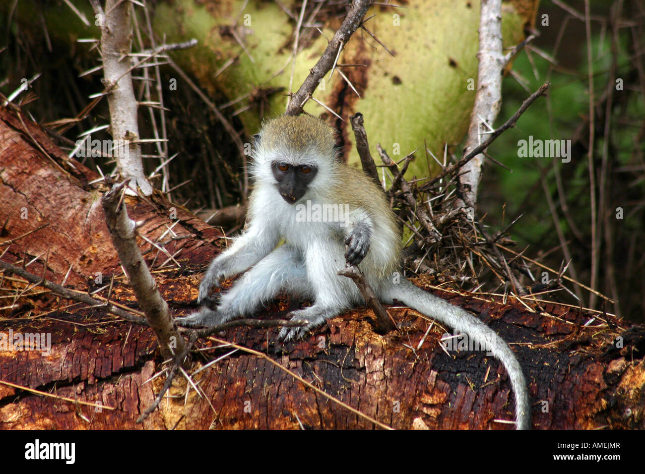 Black-faced, light brown Vervet monkey with white fur underside, sitting on a trunk of thorn tree on safari at Lake Manyara Park Stock Photo