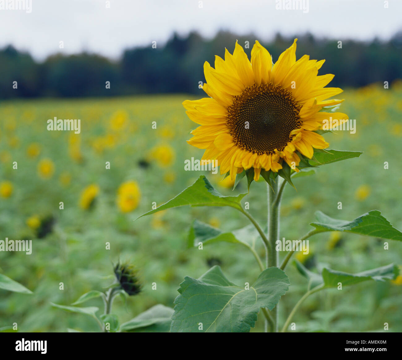 September 2000 Sunflower in field Stock Photo - Alamy