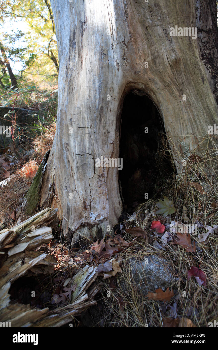 Hollow Tree in Forest Stock Photo Alamy