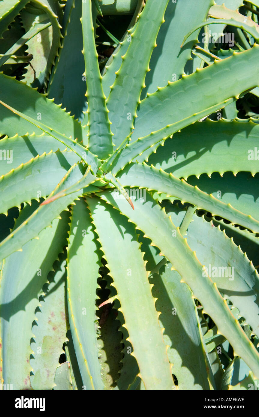 Aloe vera plant in spanish hi-res stock photography and images - Alamy
