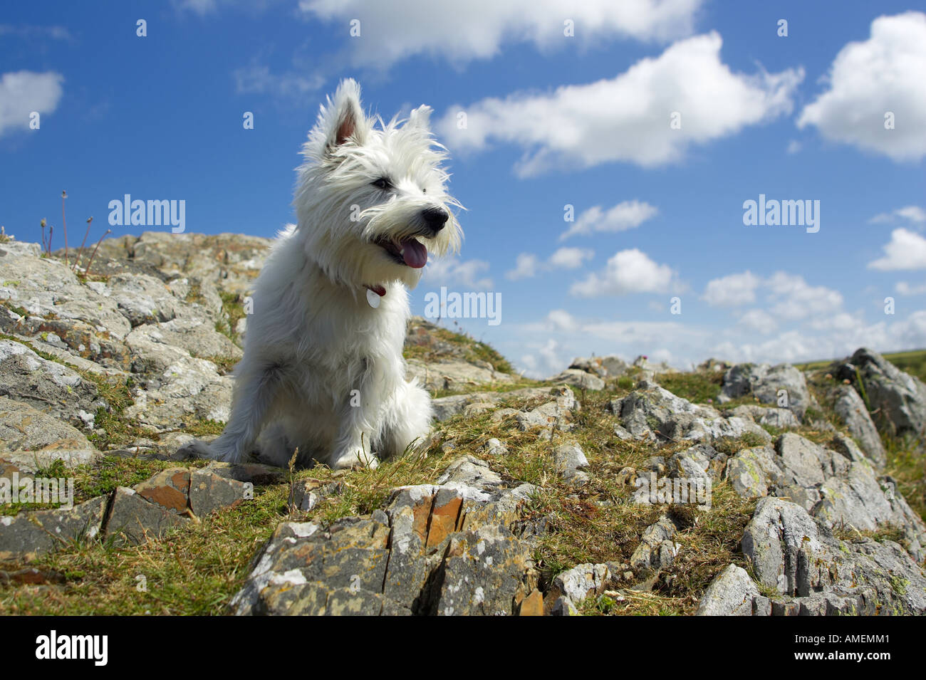 westie blue