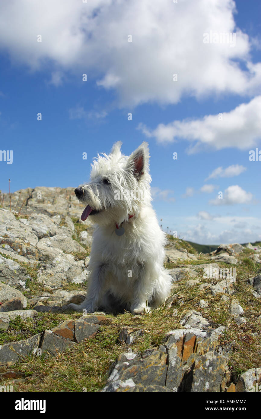 westie blue