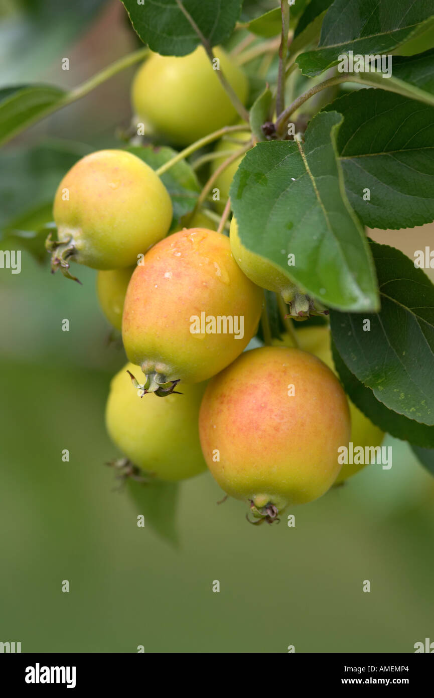 Close Up of John Downie Crab Apples on Tree Stock Photo Alamy