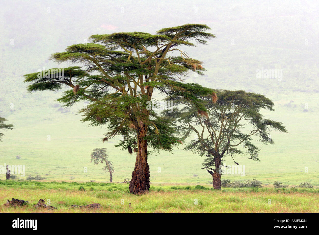 Yellow Bark Acacia trees in the mist in Ngorongoro crater seen on