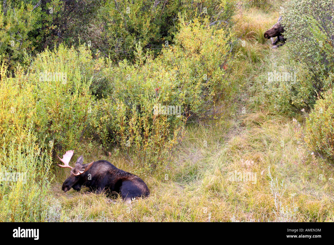 mating pair of moose, grand teton national park, wyoming Stock Photo