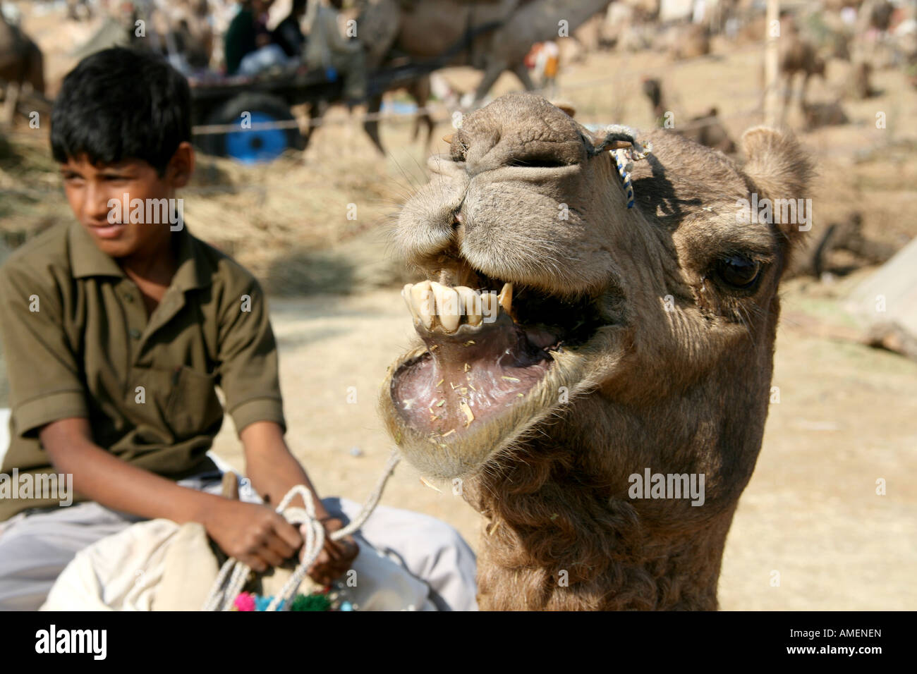 boy riding a camel Stock Photo - Alamy