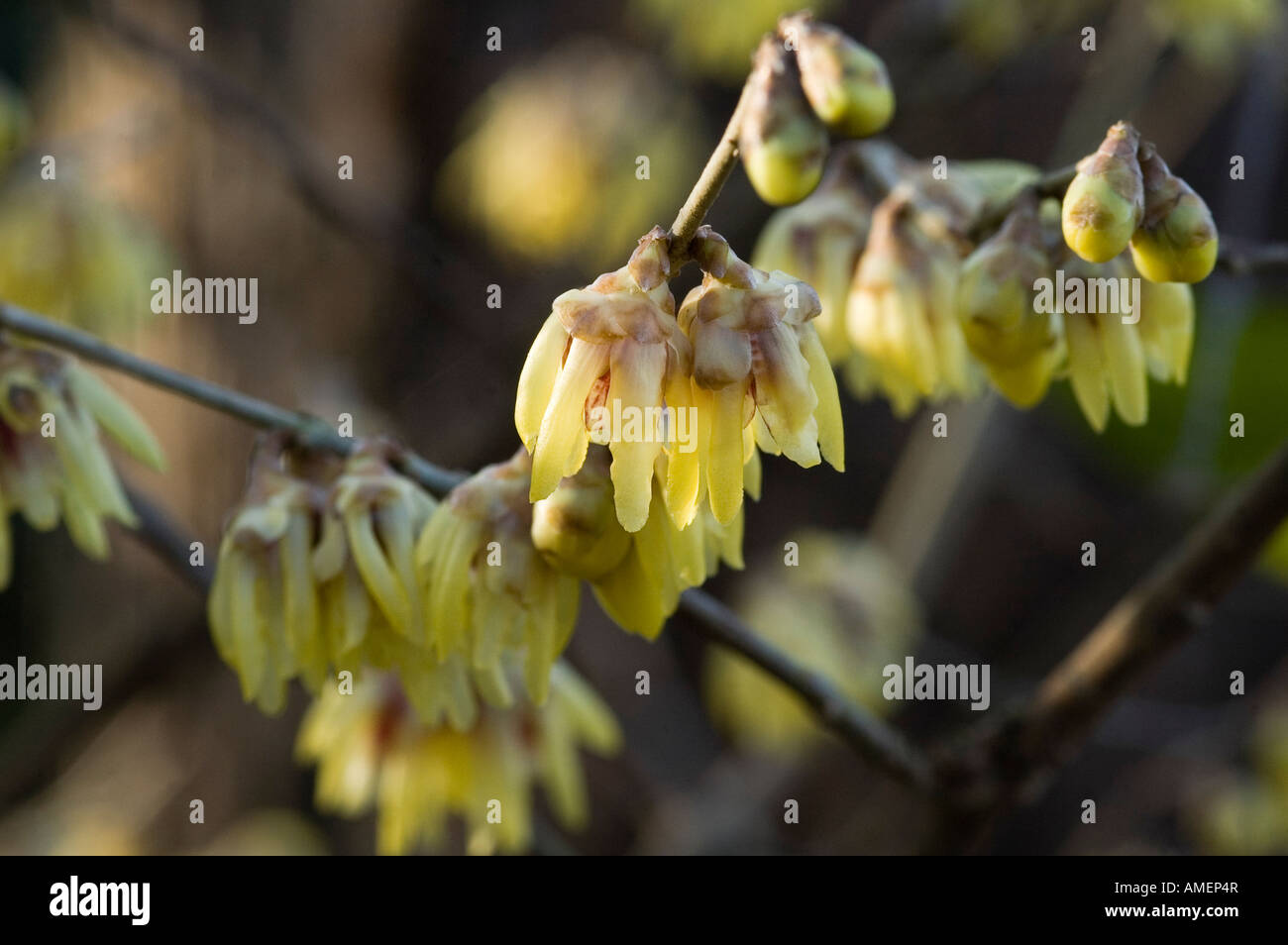 Winter flowering sweet scented flowering shrub Distinct spicy scent from flowers hence common name of Wintersweet Stock Photo