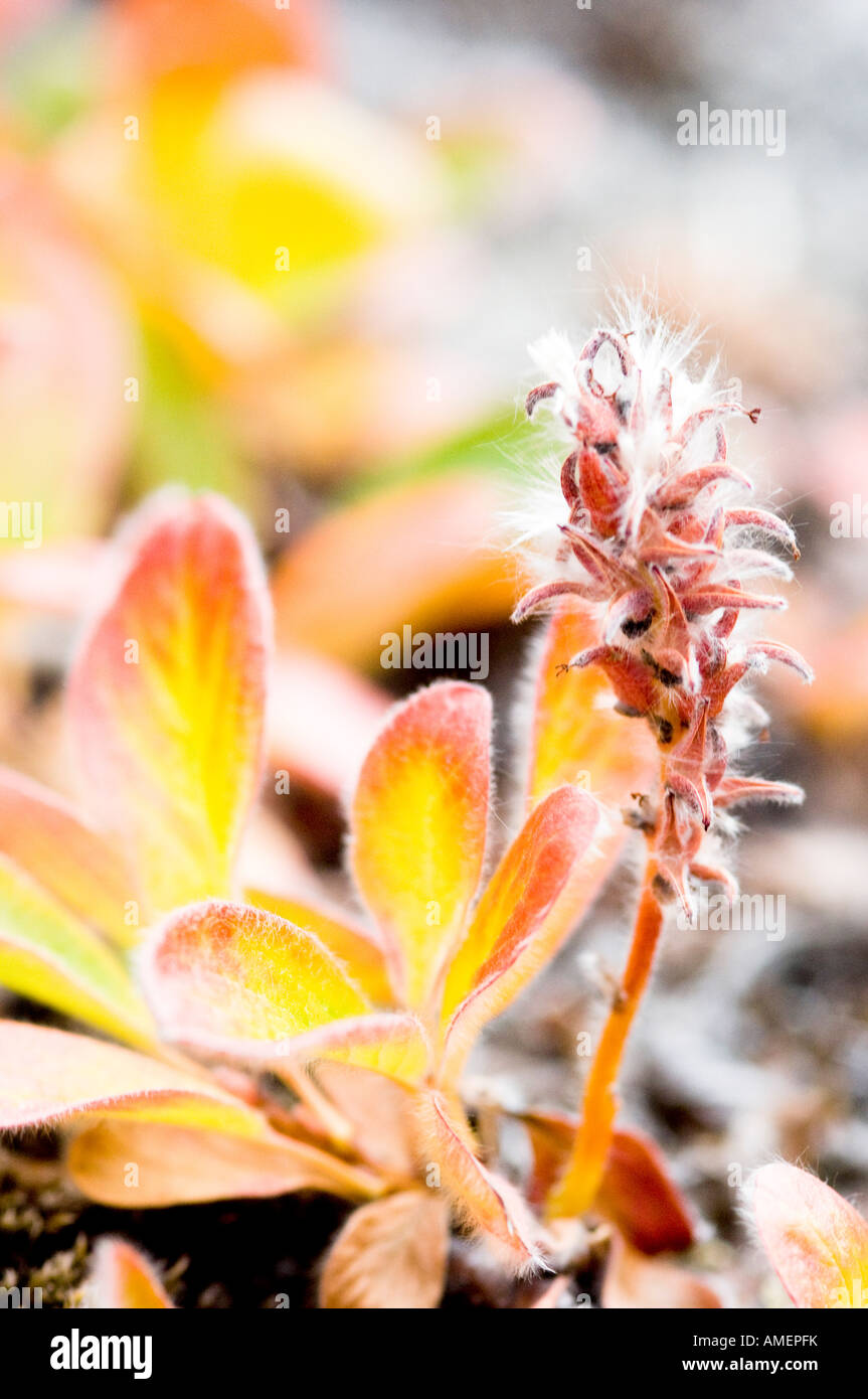 Autumn colour appearing in the tiny 2cm high arctic forests of polar willows Stock Photo