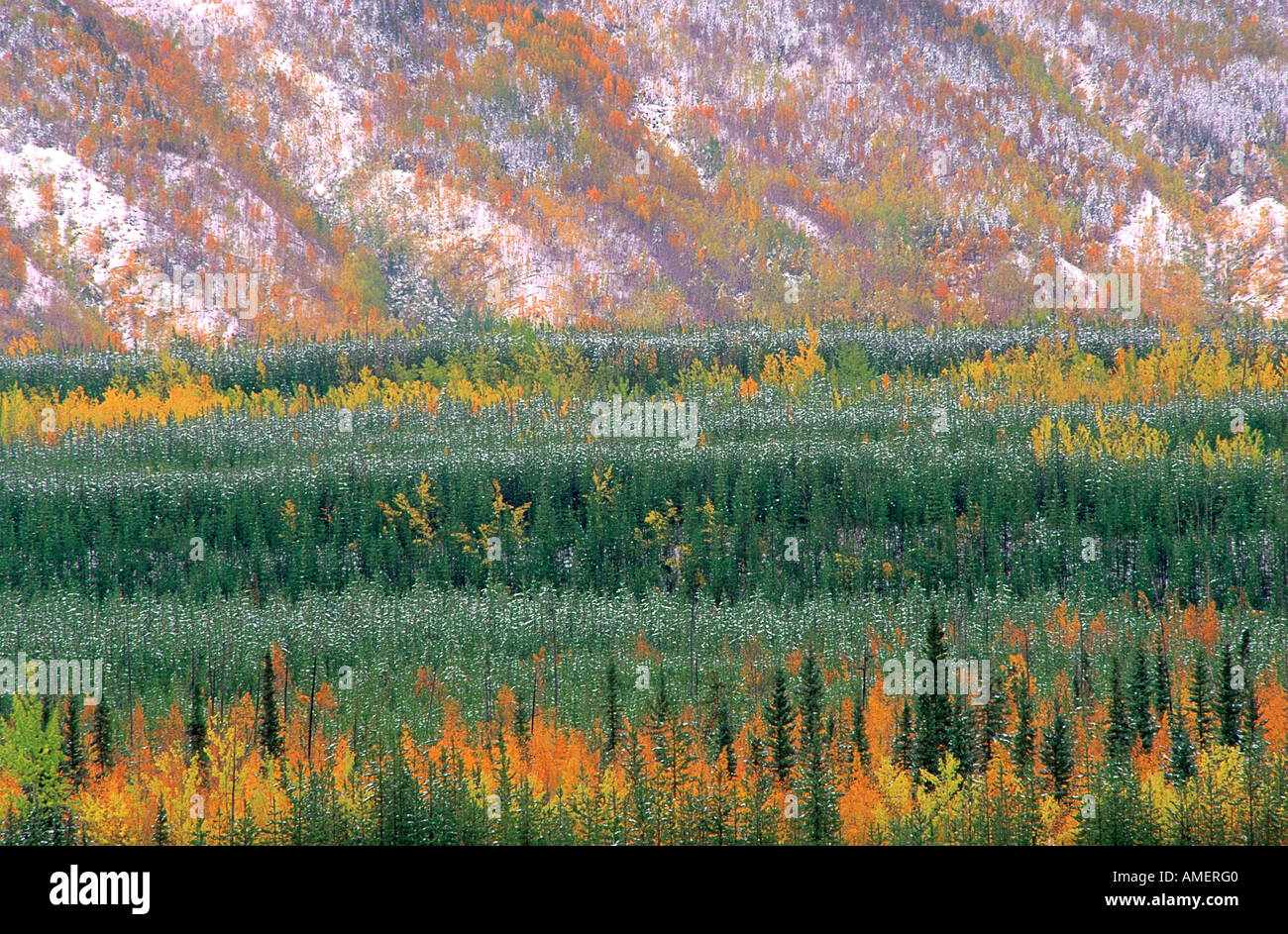 Trees in Autumn Near Whitehorse Yukon Territories, Canada Stock Photo
