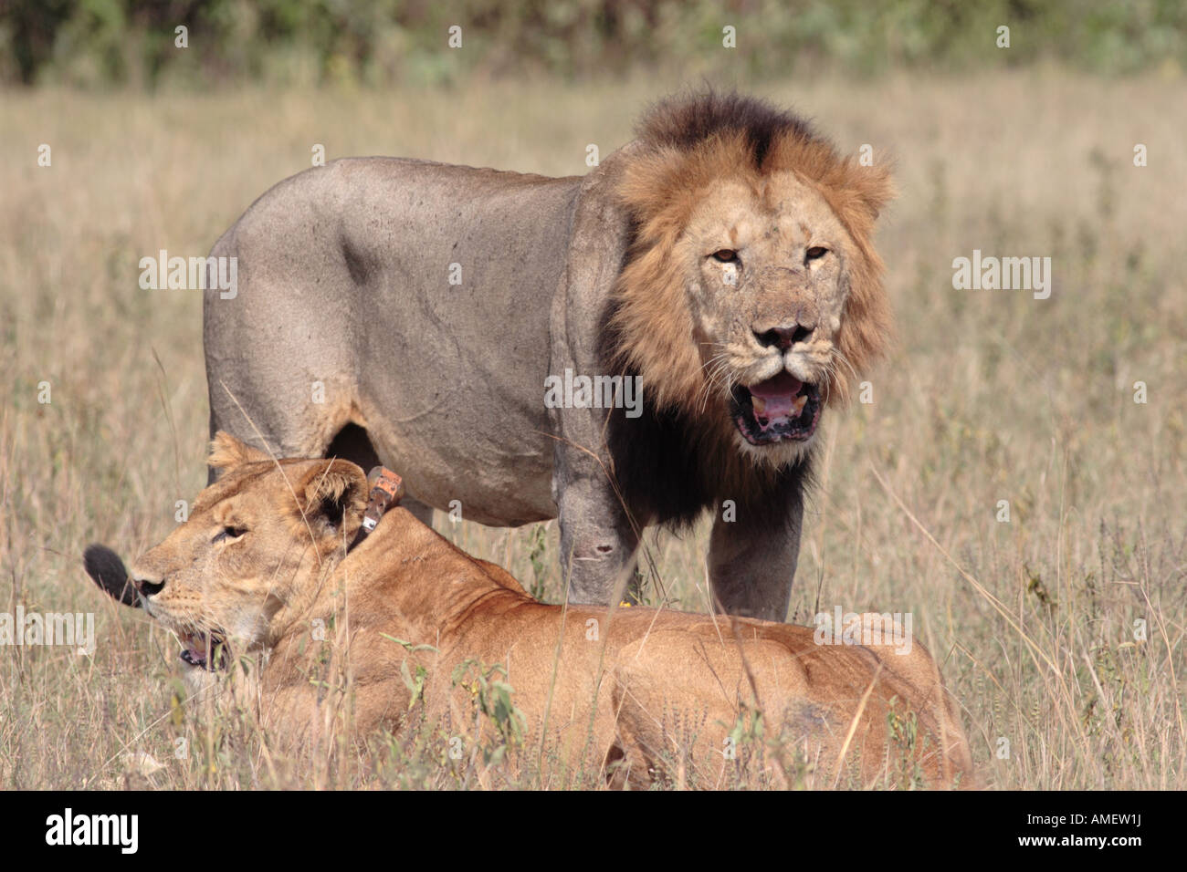 Panthera leo pair Stock Photo - Alamy