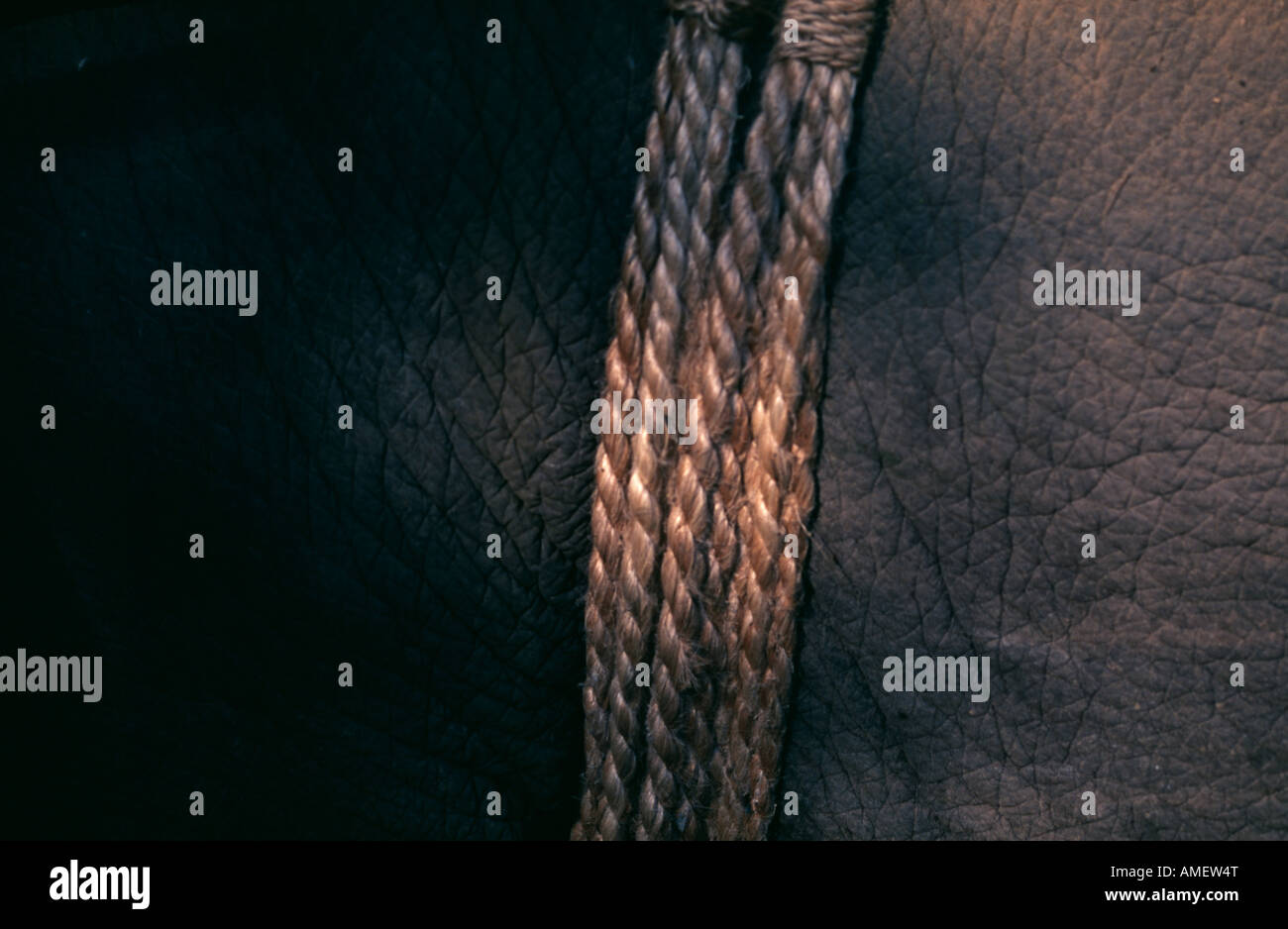 Rope around elephant hi-res stock photography and images - Alamy