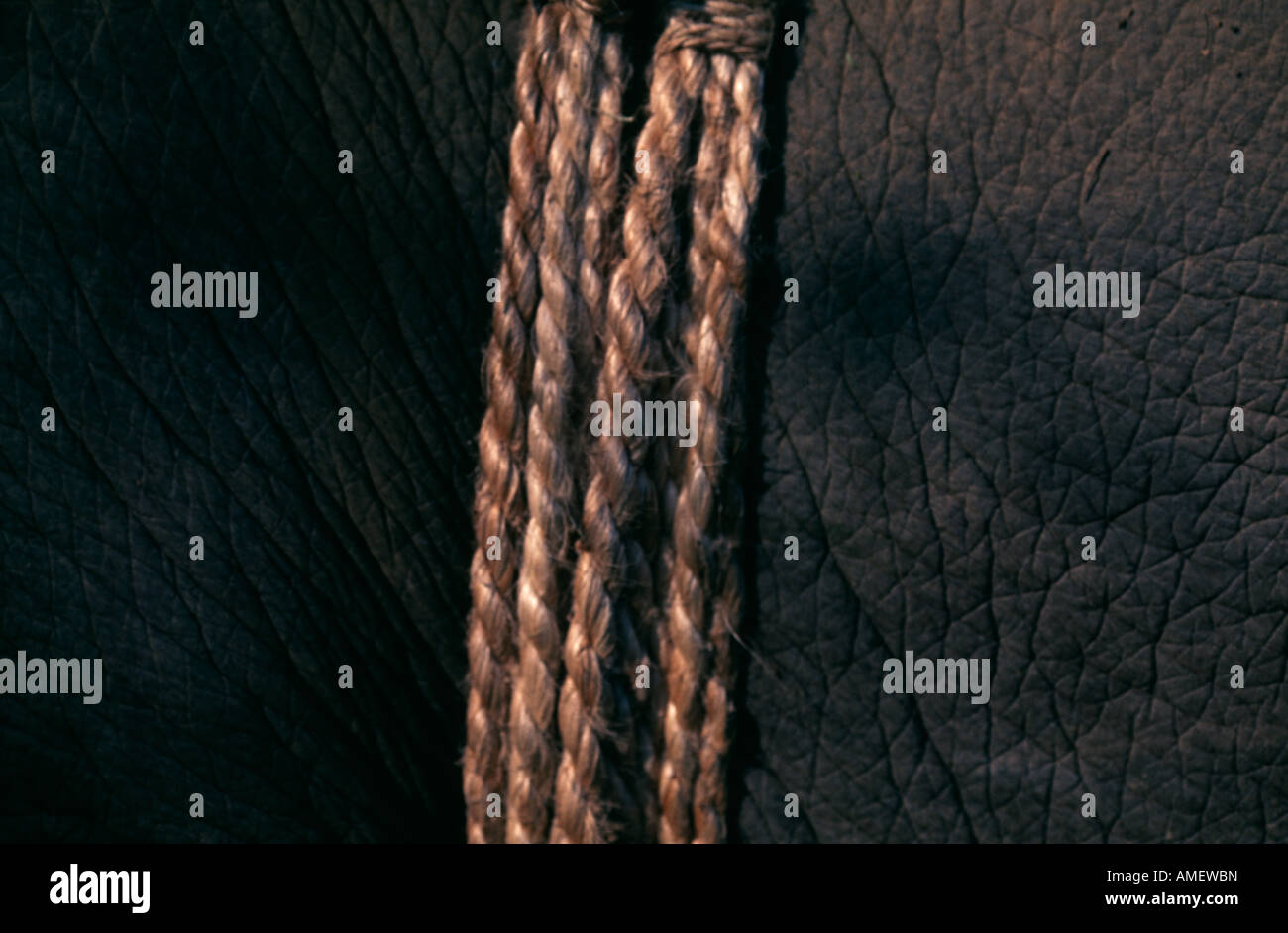Rope straps across the belly of an elephant used for tours around ...