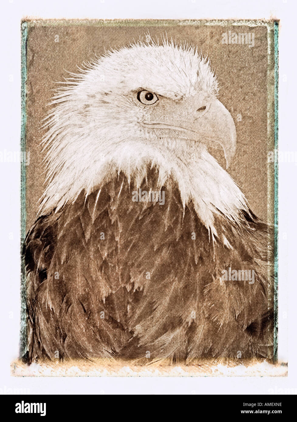 Portrait of Bald Eagle Stock Photo
