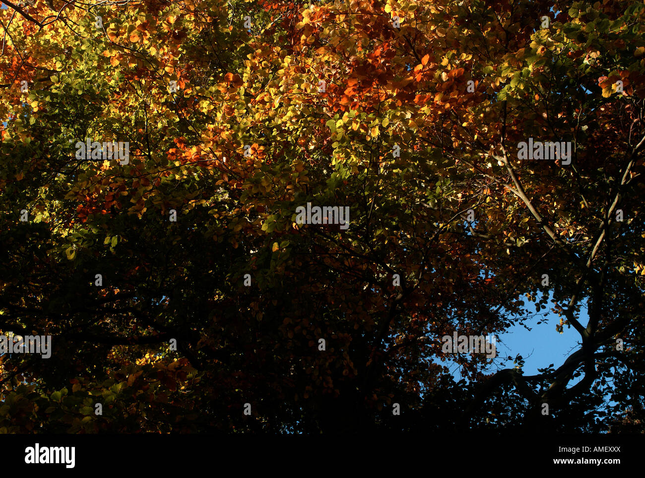 Tree trees leaves seasons hi-res stock photography and images - Alamy