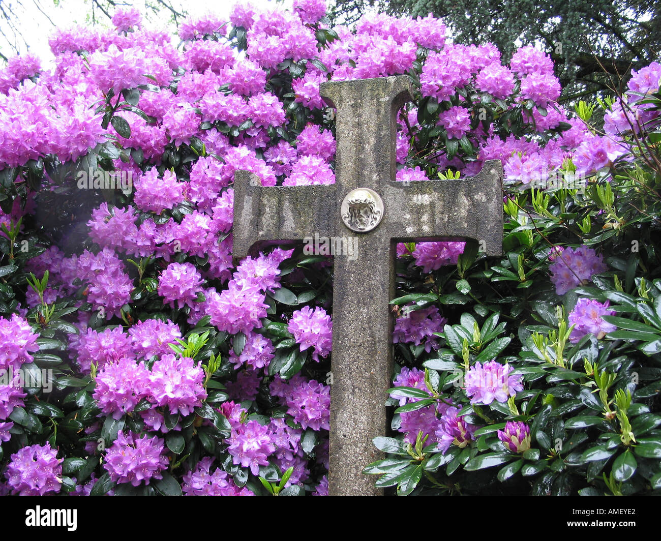 hardstone grave yard cross among Rhododendron flowers Roermond Netherlands Stock Photo