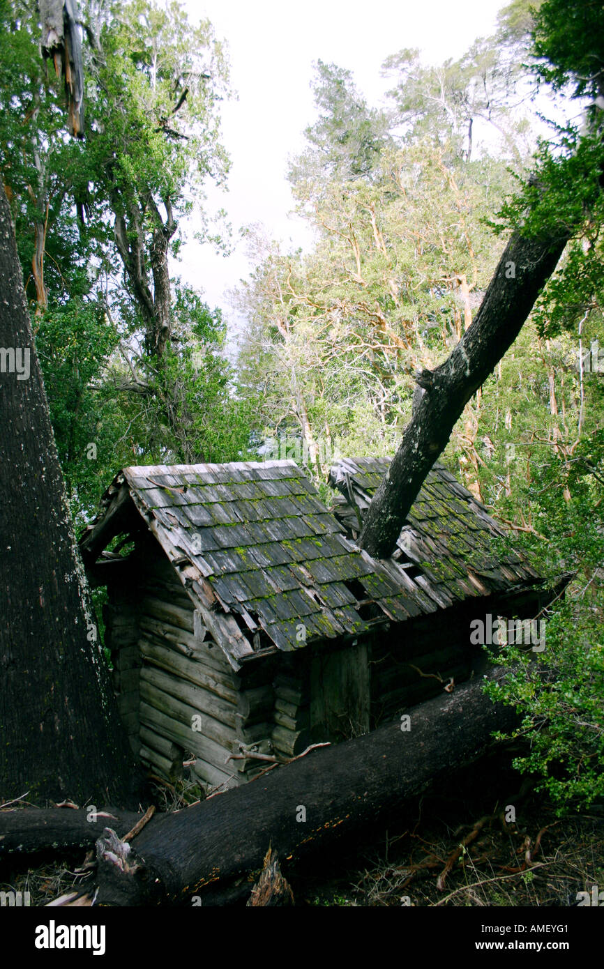 A tall tree collapsed a now abandoned house in a forest in the patagonic area of Argentina maybe during a tornado or earthquake Stock Photo