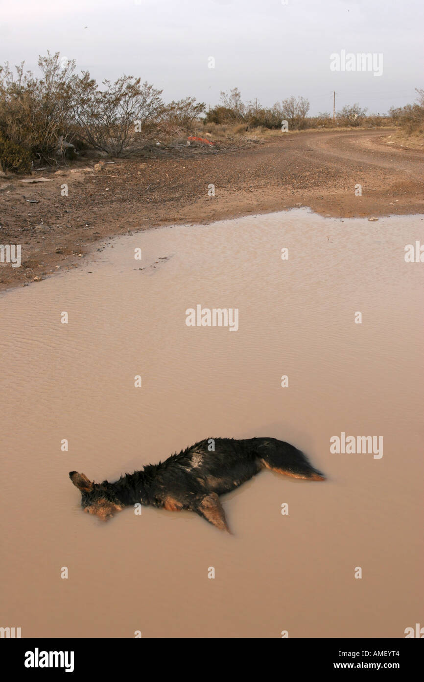 Dead abandoned dog in a muddy pool pond with his head under water. Good
