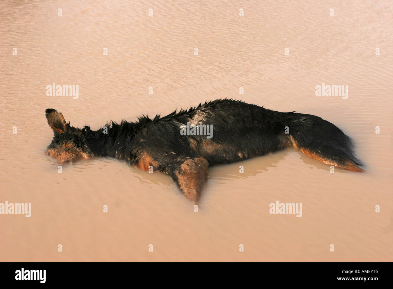 Dead abandoned dog in a muddy pool pond with his head under water. Good