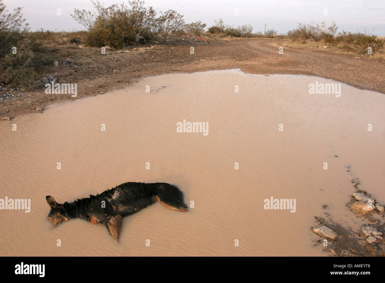 Dead abandoned dog in a muddy pool pond with his head under water. Good