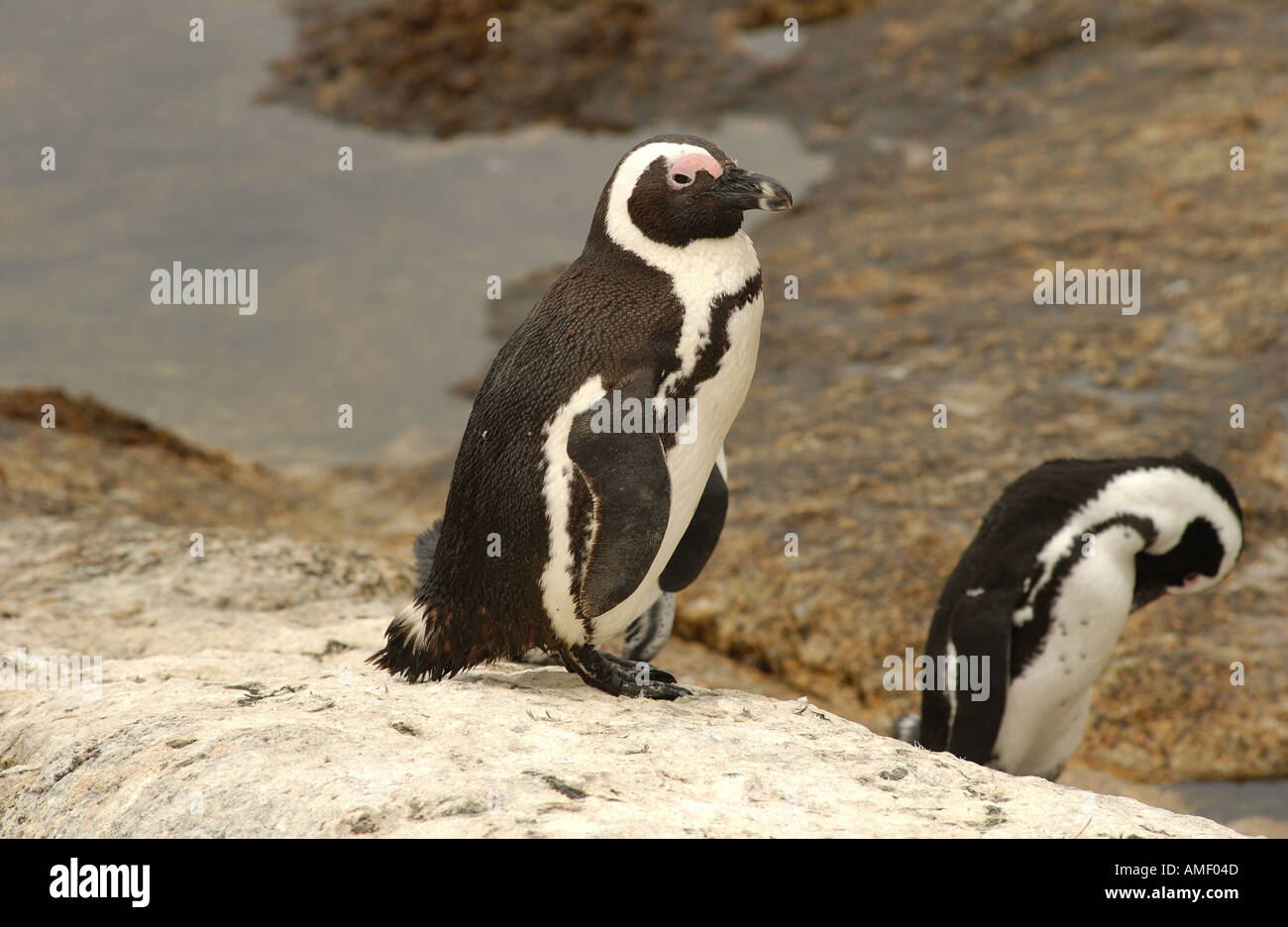 Penguins South Africa Stock Photo - Alamy
