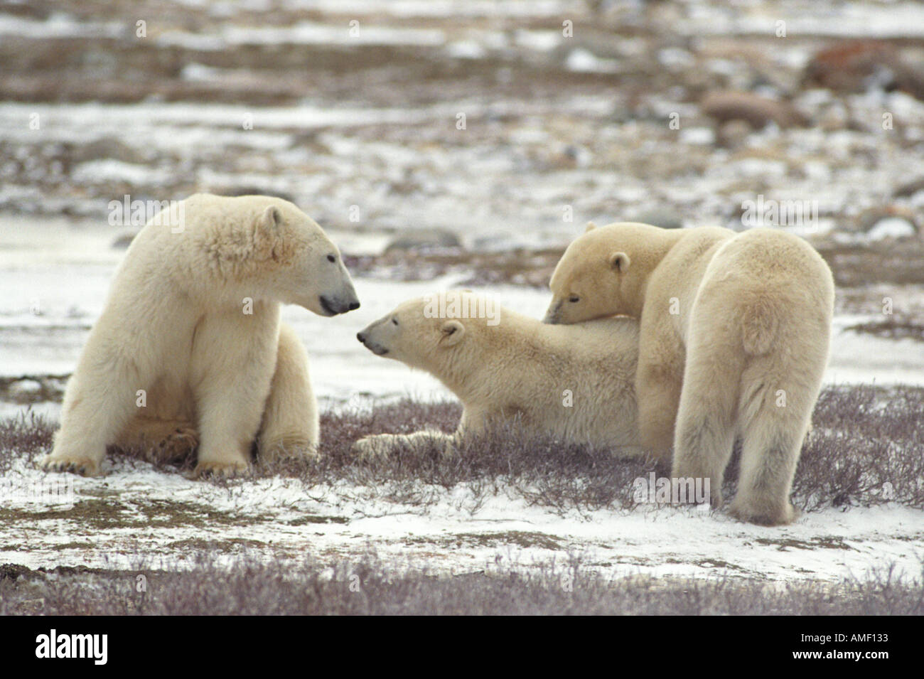 Polar bears family hi-res stock photography and images - Alamy