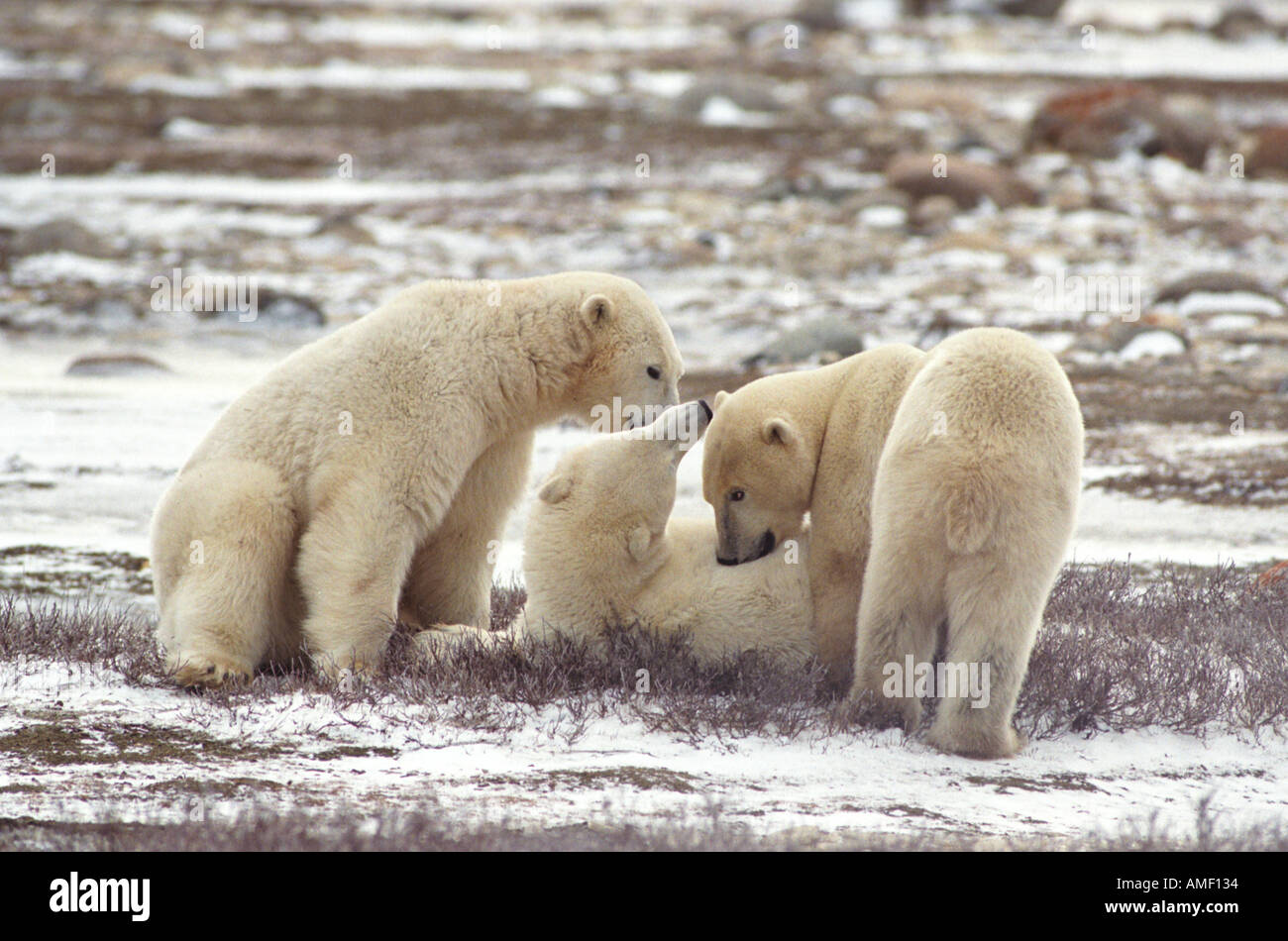 Polar bears on tundra hi-res stock photography and images - Alamy