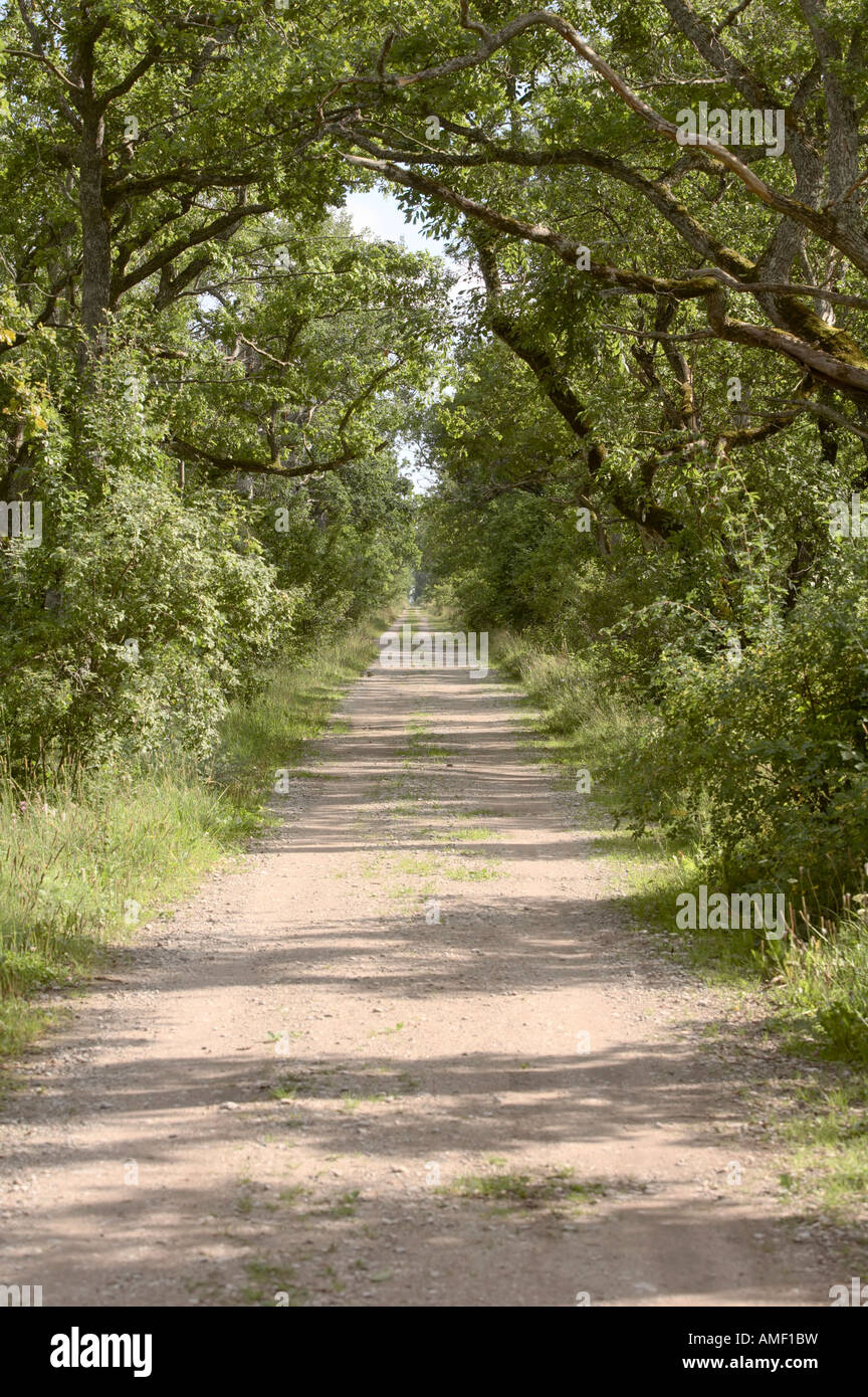 A road in the Loode Oak Wood Nature Reserve, Saaremaa, Estonia Stock Photo