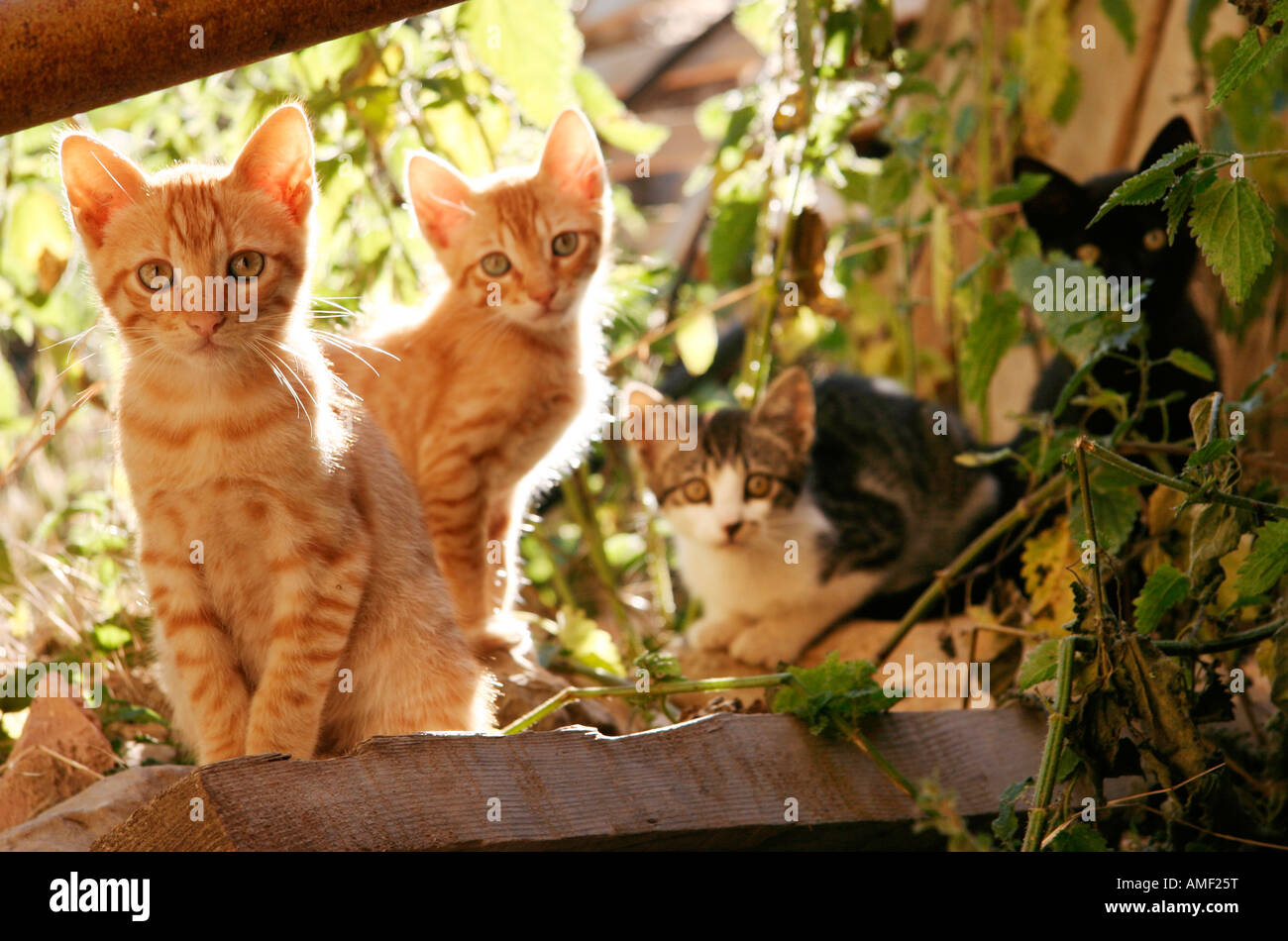 Four kittens Stock Photo