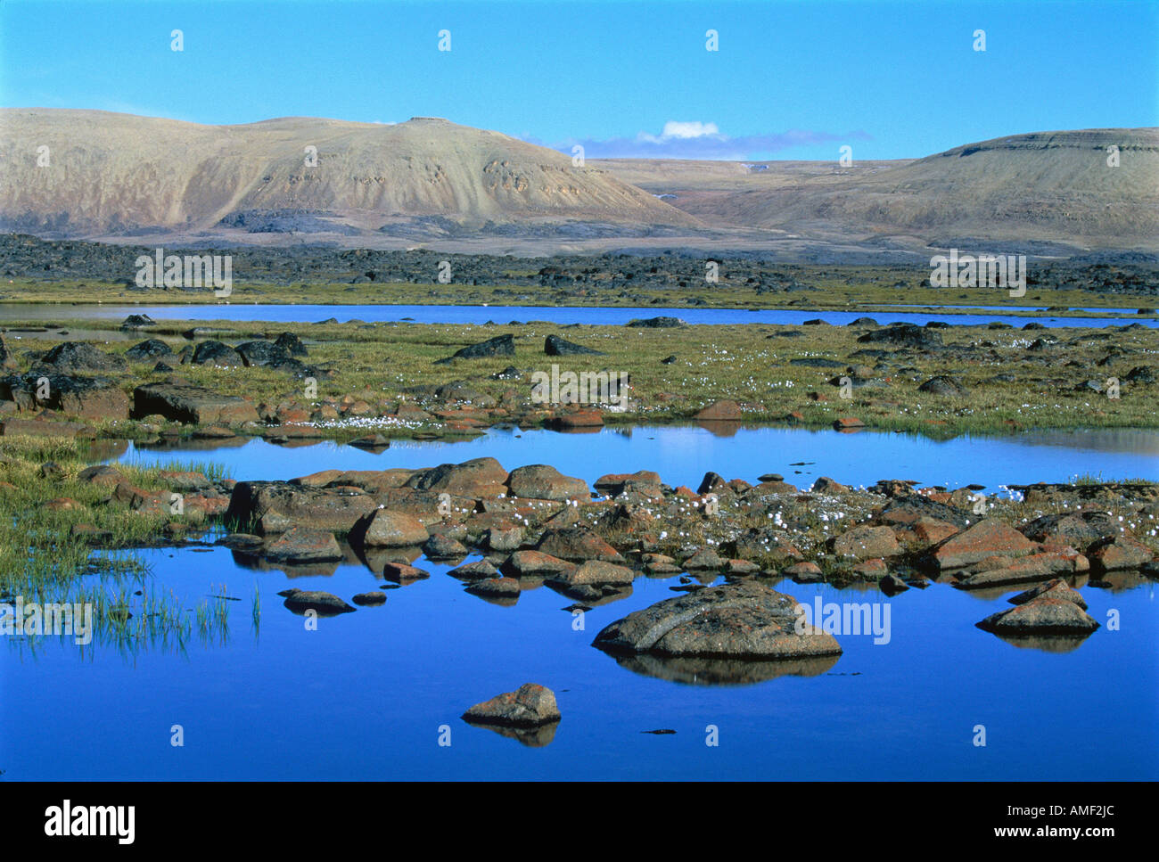 Arctic Cottongrass and Ponds Truelove Lowland, Devon Island Nunavut