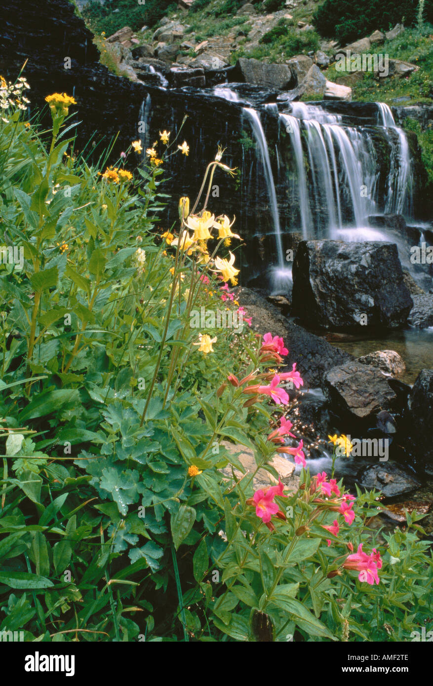 Wildflowers and Waterfall Glacier National Park Montana, USA Stock ...