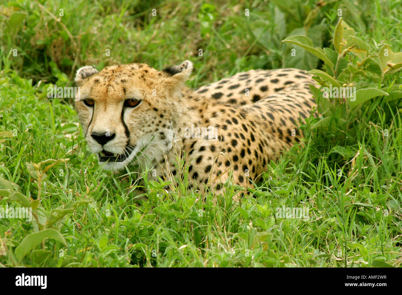 Cheetah on safari crouching in green grass of the savanna in the Kopjes ... Biology Diagrams