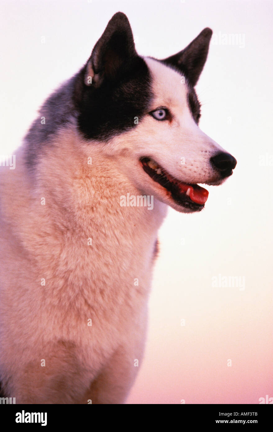 Portrait Of Rommel High Resolution Stock Photography And Images Alamy