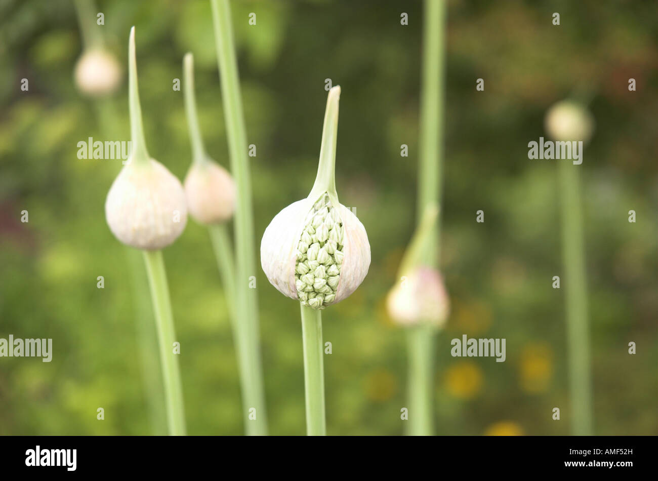 Buds on flowering Onion allium plants opening in the early days of summer Stock Photo