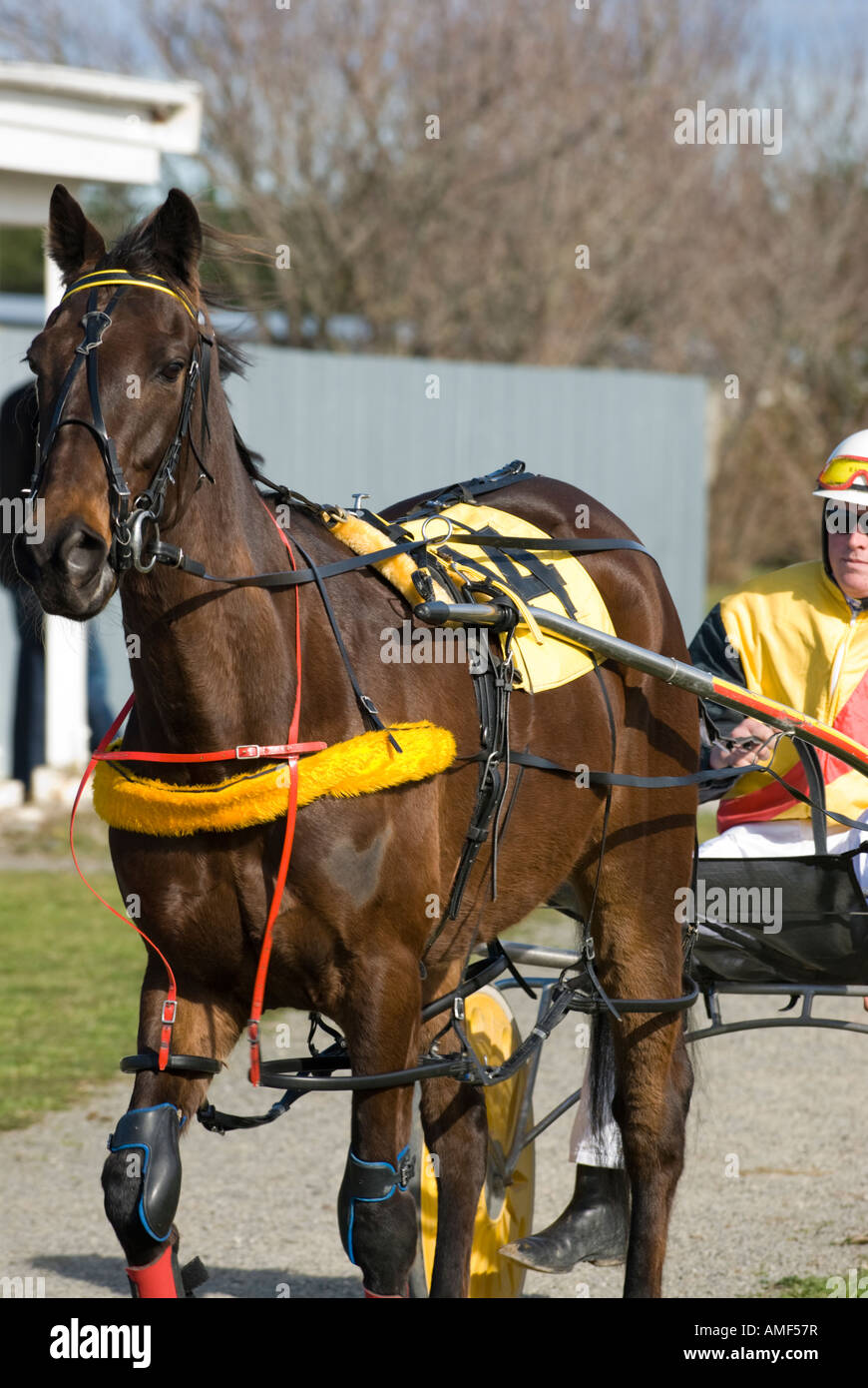 A harness racer heads out to the track for the next race at Rangiora ...