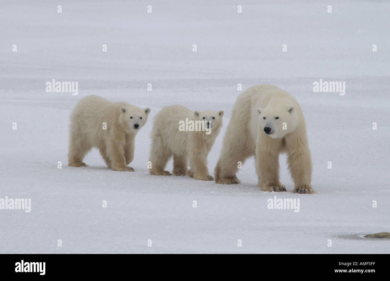Churchill manitoba polar bears hi-res stock photography and images - Alamy