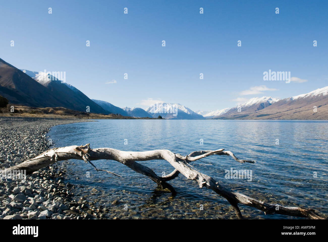 Dead tree in the shallows of Lake Ohau Stock Photo - Alamy