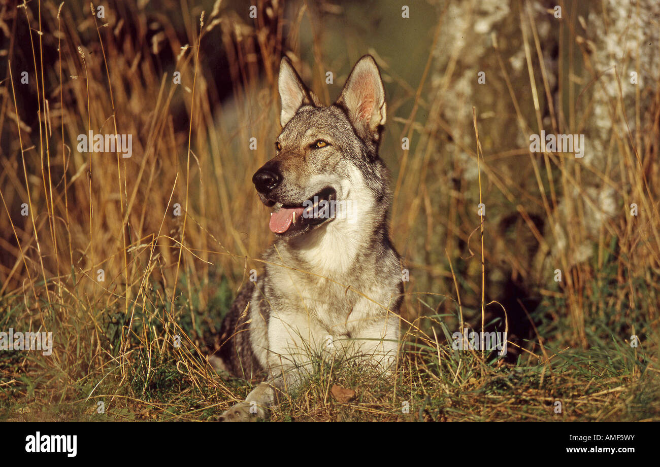Czechoslovakian Wolf dog - lying on meadow Stock Photo