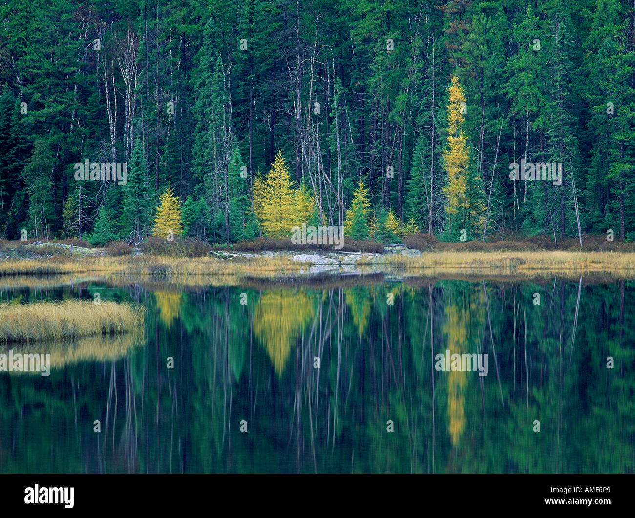 Forest in Autumn with Reflections On Lake, near Kenora, Ontario, Canada Stock Photo